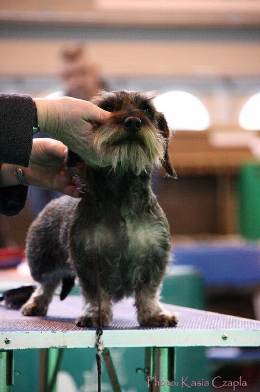 Crufts2011_2 1325.jpg